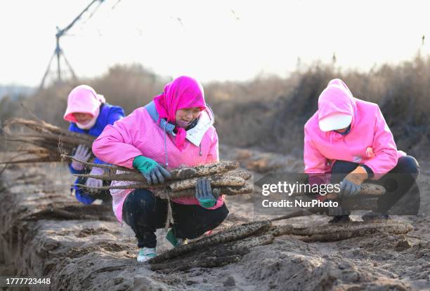 Farmers harvest yam in improved sandy land in Ordos City, Inner Mongolia, China, November 12, 2023.