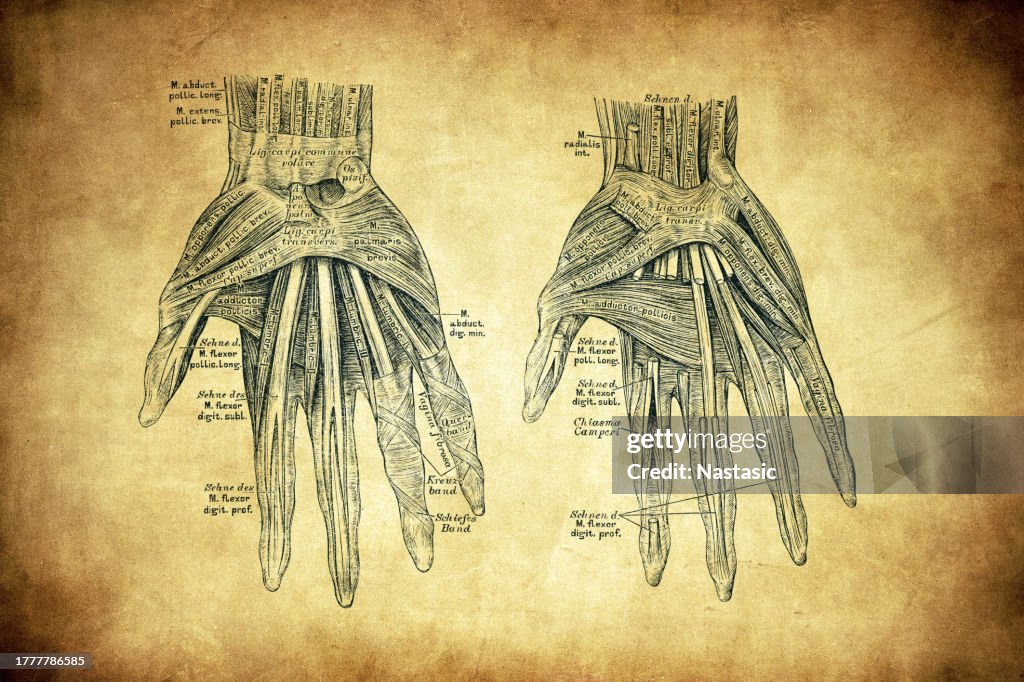 Hand Muscles High-Res Vector Graphic - Getty Images