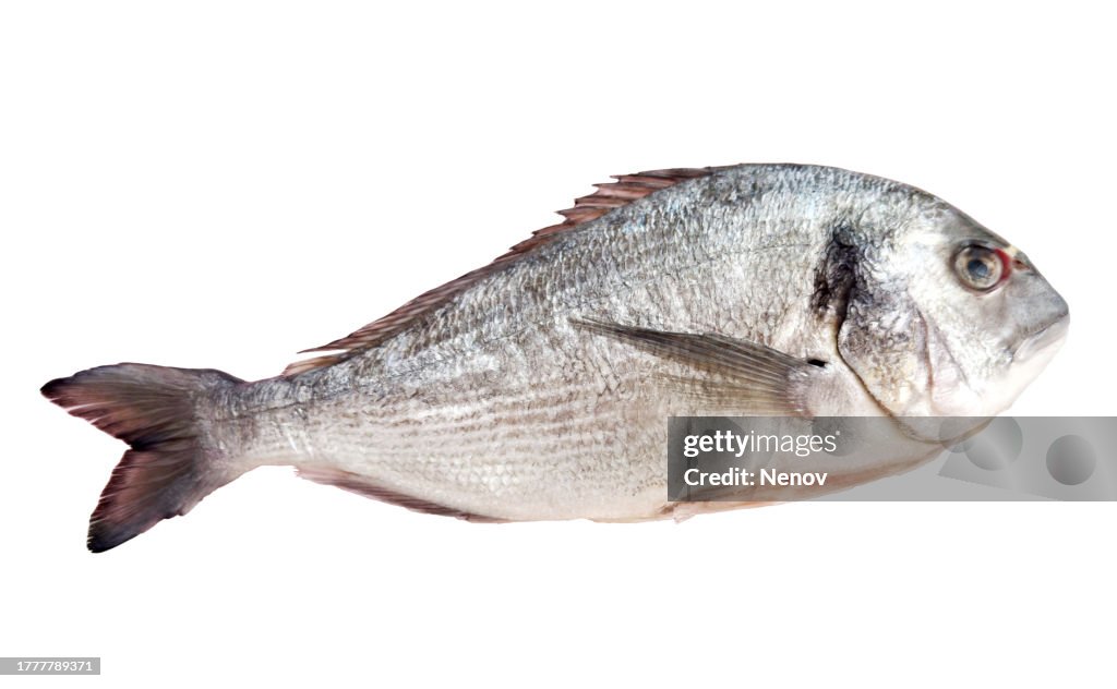 Gilthead Sea Bream (Sparus Aurata) On White Background