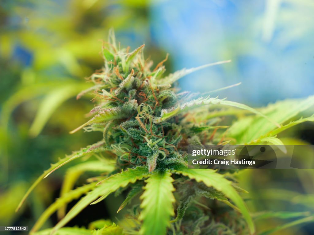 Extreme close up of Weed Cannabis Marijuana buds and leaf.