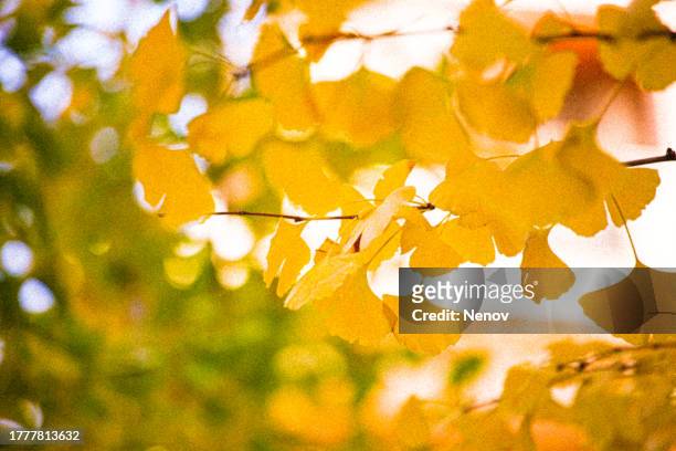 ginkgo biloba in autumn - ginkgo stockfoto's en -beelden