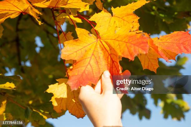 a woman checking a leaf of a deciduous tree (platanus  acerifolia, platens hispanic)with an autumn tone in autumn. austria - platanus acerifolia stock pictures, royalty-free photos & images