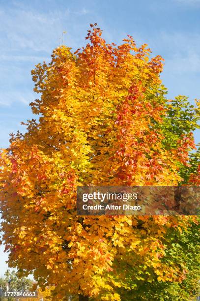 a deciduous tree (platanus  acerifolia, platens hispanic)with an autumn tone in autumn. austria - platanus acerifolia stock pictures, royalty-free photos & images