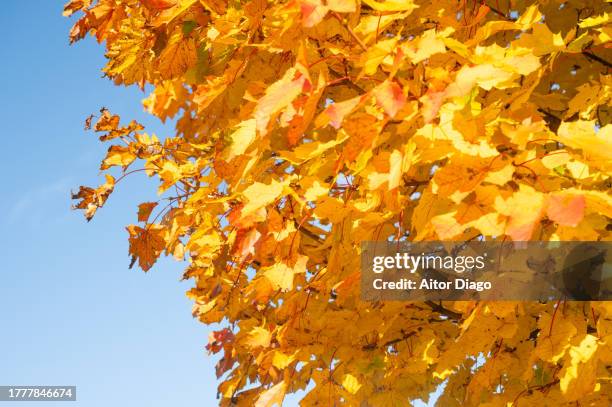 close-up of  deciduous tree (platanus  acerifolia, platens hispanic)with an autumn tone in autumn. austria - platanus acerifolia stock pictures, royalty-free photos & images