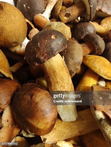 very large amount of edible forest mushrooms - boletus reticulatus stock pictures, royalty-free photos & images