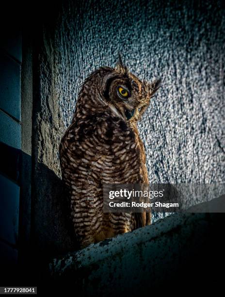 owl on a building canopy at sunset - city birds eye stock pictures, royalty-free photos & images