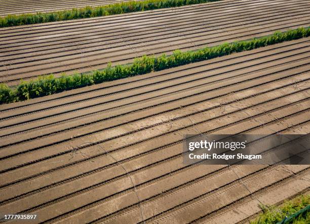 agriculture - windbreak stock pictures, royalty-free photos & images