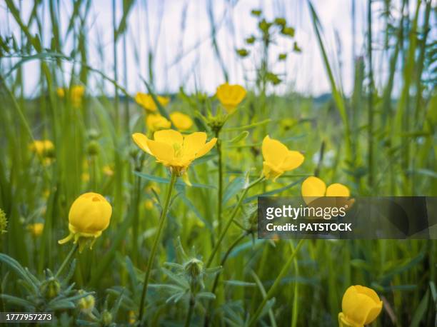 meadow buttercup flowers blossoming in springtime - hahnenfuß stock-fotos und bilder