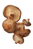 Shitake mushrooms isolated on white