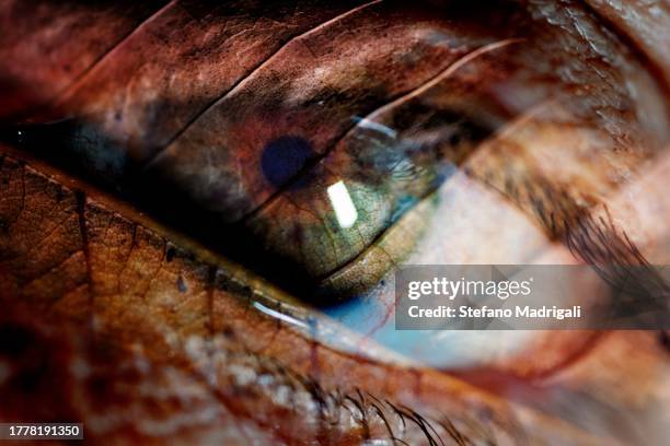 eye with leaf in superimposed, ambient symbiosis - cor do olho humano imagens e fotografias de stock