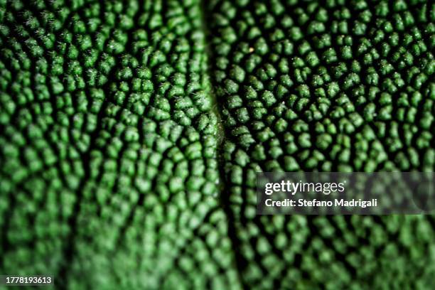 sage leaf, macrography - extreme close up stock pictures, royalty-free photos & images