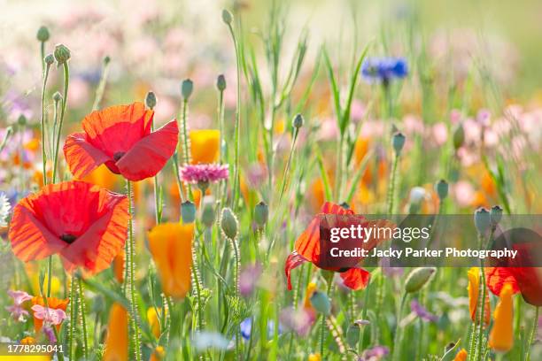 red poppy flowers in a wildflower meadow backlit by soft summer sunshine - wildblume stock-fotos und bilder