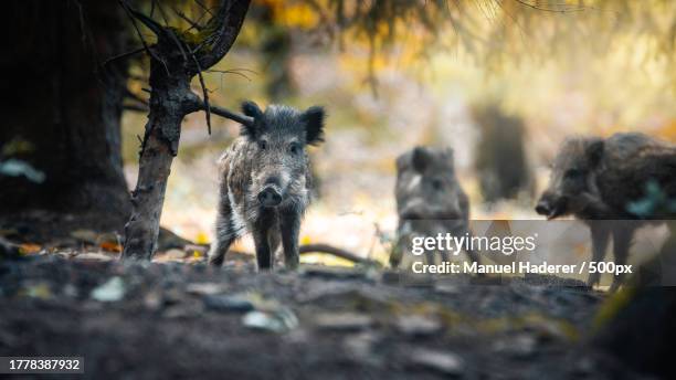 portrait of dogs standing on field - wild boar stock-fotos und bilder