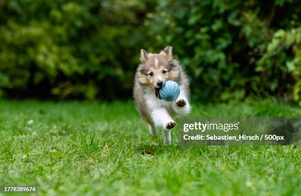 portrait of shetland sheepsheeppurebred dog running on grassy field - shetland sheepdog stock pictures, royalty-free photos & images