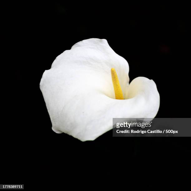close-up of white flower against black background,londres,inglaterra,united kingdom,uk - londres inglaterra stockfoto's en -beelden