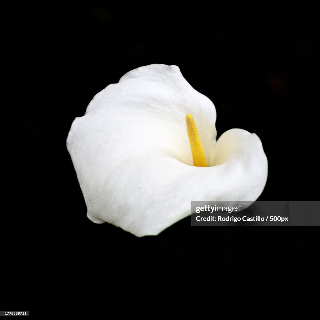 Close-up of white flower against black background,Londres,Inglaterra,United Kingdom,UK