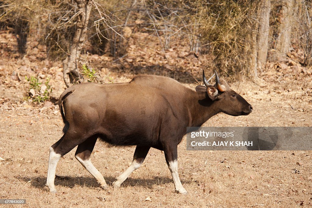 Indian gaur