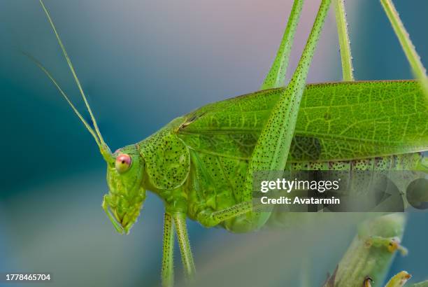 grasshopper - cricket insect stock pictures, royalty-free photos & images