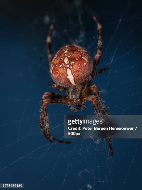 close-up of spider on web - techniek stock pictures, royalty-free photos & images