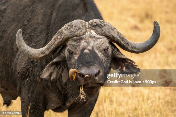 side view of rhinoceros standing on grassy field - cape buffalo stock pictures, royalty-free photos & images