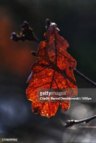 close-up of dry maple leaves on tree - bernd dembkowski stock-fotos und bilder