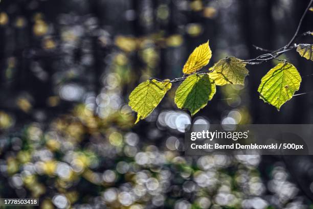 close-up of leaves on tree - bernd dembkowski stock pictures, royalty-free photos & images