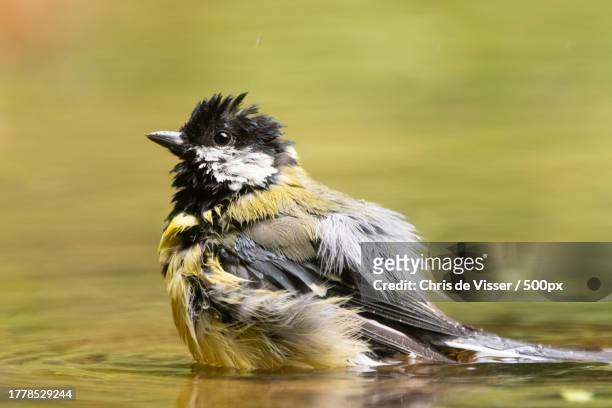 close-up of great tit perching on lake - viser stock pictures, royalty-free photos & images