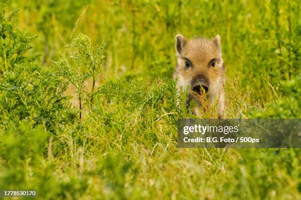 portrait of fox on grassy field - wildschwein stock-fotos und bilder