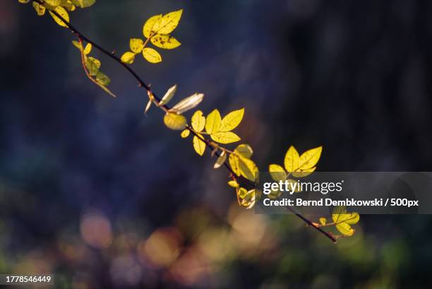 close-up of yellow leaves on plant during autumn - bernd dembkowski 個照片及圖片檔