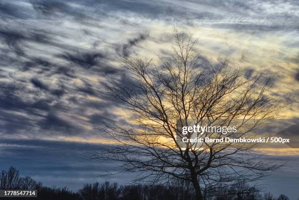 low angle view of silhouette of bare tree against sky - bernd dembkowski 個照片及圖片檔