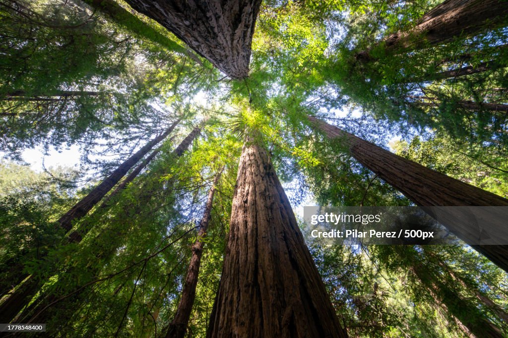 Low angle view of bamboo trees in forest,Mill Valley,California,United States,USA
