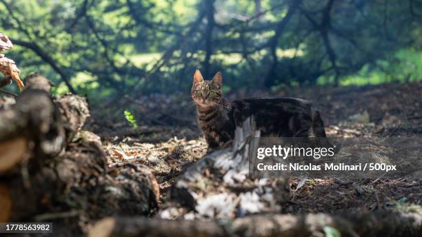 portrait of cat sitting on field - molinari stock pictures, royalty-free photos & images