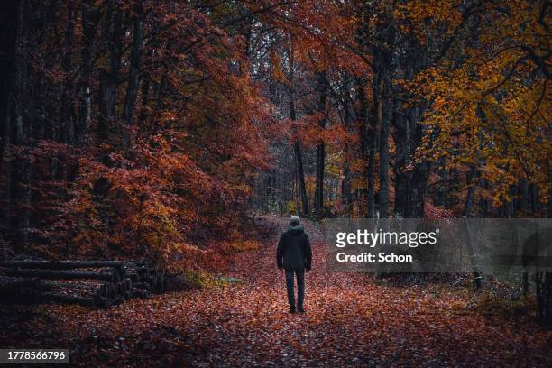 a man walks on a path in a deciduous forest in twilight in autumn - vaxjo stock pictures, royalty-free photos & images