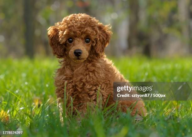 portrait of poodle on grass - toy poodle stock pictures, royalty-free photos & images