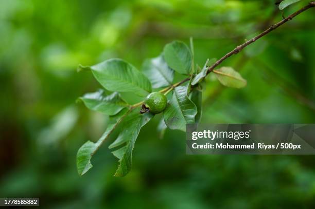 close-up of green leaves on plant,malappuram,kerala,india - guayaba fotografías e imágenes de stock