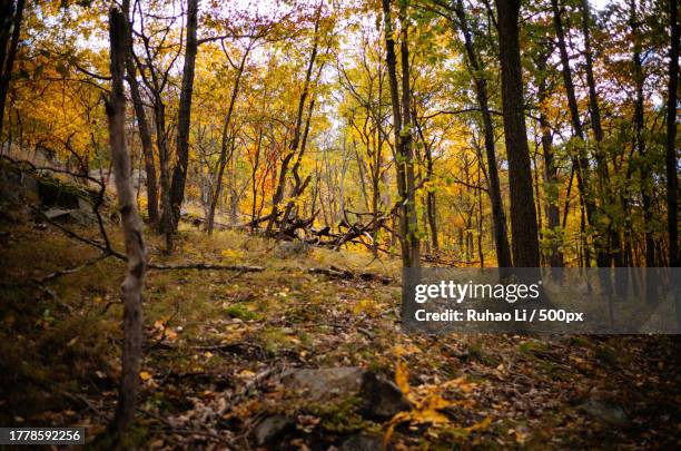 Fishkill Tree 17 Fishkill (Town) Stock Photos, High-Res Pictures, and Images - Getty ...