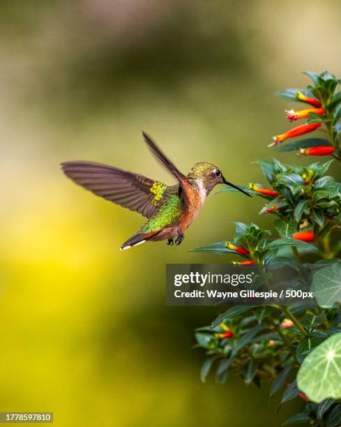 close-up of annas hummingbird flying by flowers,denver,colorado,united states,usa - pic of hummingbird stock pictures, royalty-free photos & images