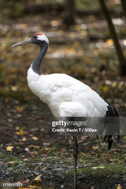 close-up of crane perching on field,bronx,new york,united states,usa - grue oiseau photos et images de collection