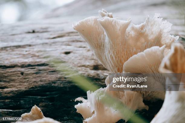champignons sauvages dans l’état de washington - pleurote photos et images de collection