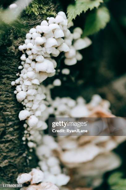 champignons sauvages dans l’état de washington - olympic peninsula photos et images de collection
