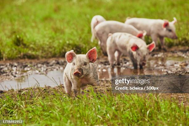 close-up of pigs playing in mud on field - schweinestall stock-fotos und bilder