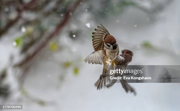 two sparrows in a fight - provincia de vestfold og telemark fotografías e imágenes de stock