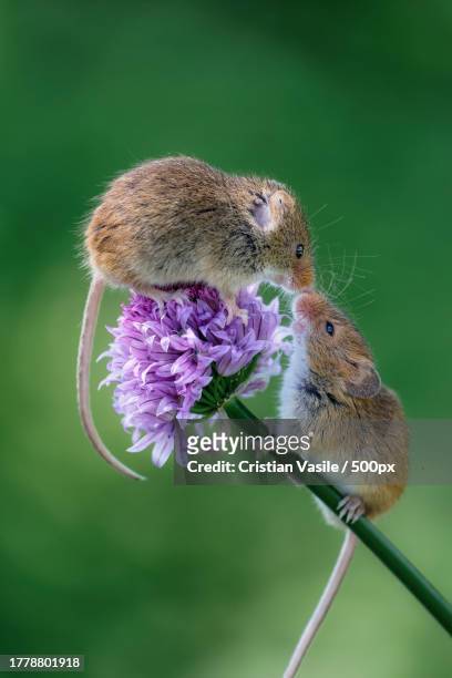 close-up of mice metting on purple flower - feldmaus stock-fotos und bilder