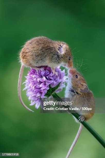 close-up of mice metting on purple flower - field mouse stock pictures, royalty-free photos & images