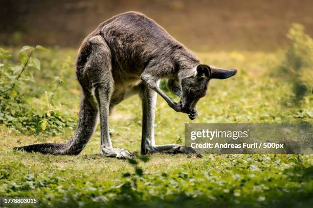 side view of kangaroo eating food while standing on grassy field - känguru stockfoto's en -beelden