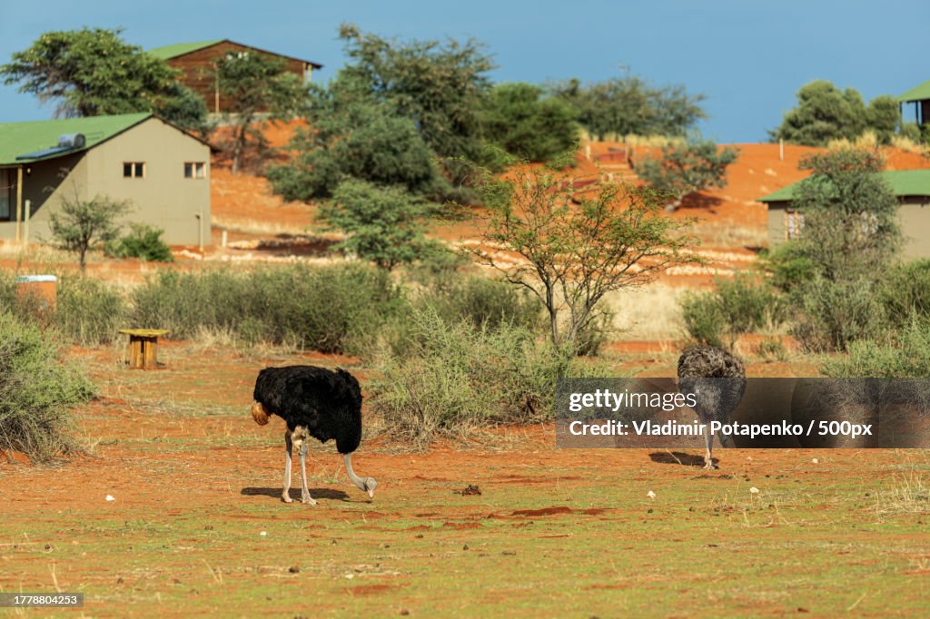 Ostriches perching on the field in the barn village