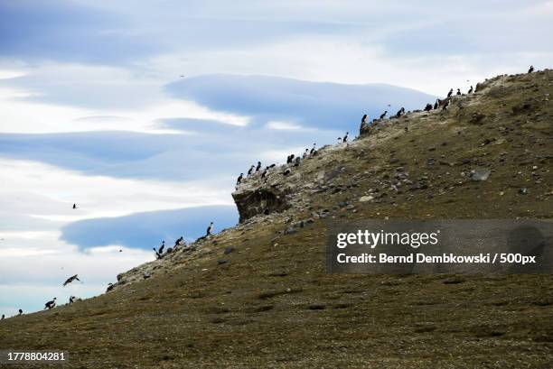 low angle view of penguins climbing the rock against clear sky - bernd dembkowski stock pictures, royalty-free photos & images