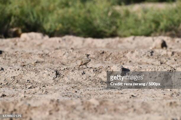 rear view of a bird looking away while perching on land - galerida cristata stock pictures, royalty-free photos & images