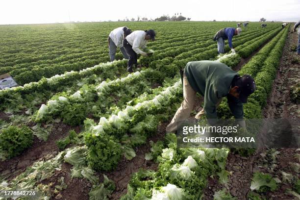 Group of Mexican farm workers pick lettuce on the fields of Calexico, California, 09 March 2006. Hundred of workers cross the border daily to work on...