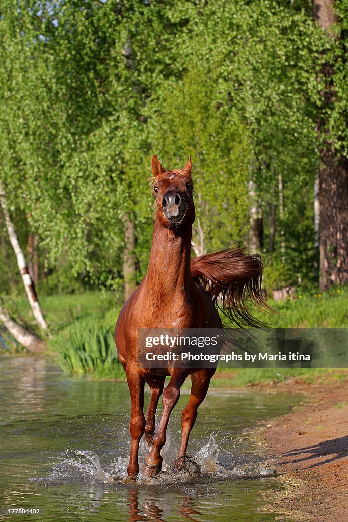 Arab stallion